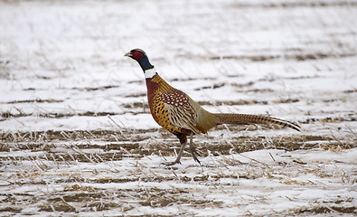 Image showing Ring Neck Pheasant