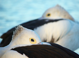 Image showing pelican abstract