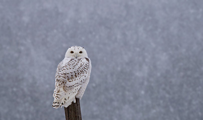 Image showing Snowy Owl on Fence Post