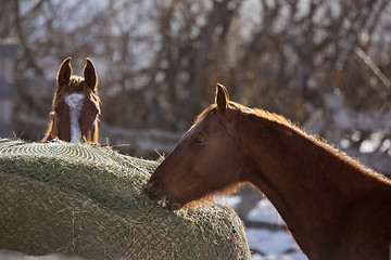 Image showing Horse in Winter