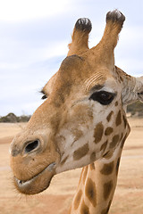 Image showing giraffe up close