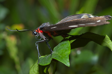 Image showing butterfly