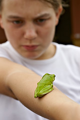 Image showing green tree frog on girls arm