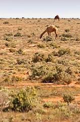 Image showing camels in the desert