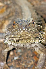 Image showing lizard looking into camera