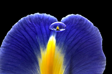 Image showing Iris Macro Dew Drops