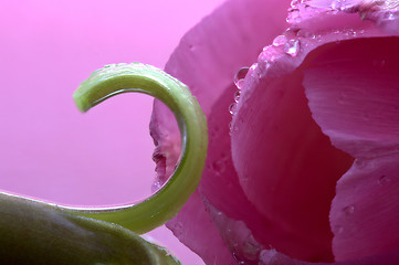 Image showing Pink Tulip Macro