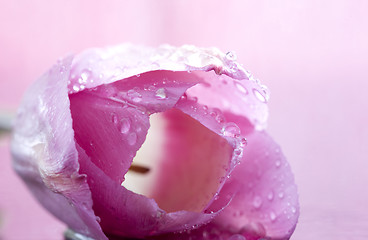 Image showing Pink Tulip Macro