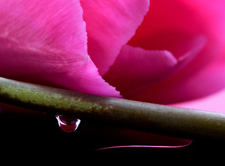 Image showing Pink Tulip Macro