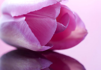 Image showing Pink Tulip Macro