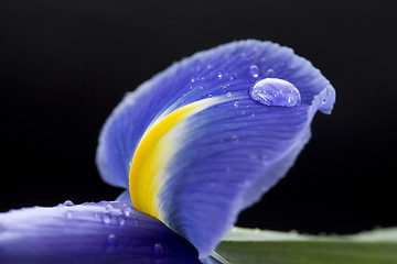 Image showing Iris Macro Dew Drops