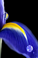 Image showing Iris Macro Dew Drops