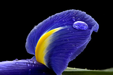 Image showing Iris Macro Dew Drops