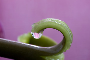 Image showing Pink Tulip Macro