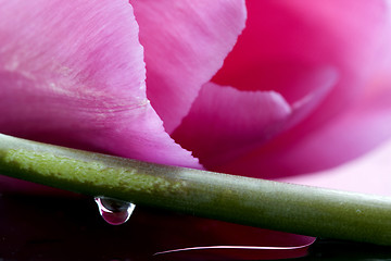 Image showing Pink Tulip Macro