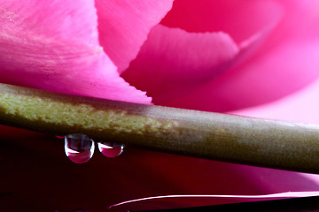 Image showing Pink Tulip Macro