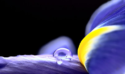 Image showing Iris Macro Dew Drops