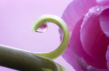 Image showing Pink Tulip Macro