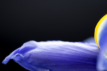 Image showing Iris Macro Dew Drops