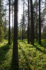 Image showing Green shiny forest