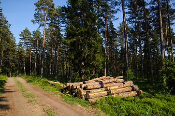 Image showing Timber stack in a green forest