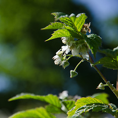 Image showing Raspberry flowers and buds