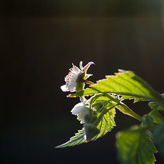 Image showing Raspberry flower closeup