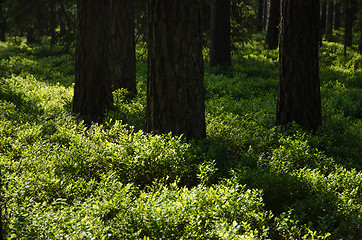 Image showing Shiny blueberry bushes