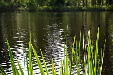 Image showing Green leaves in backlight