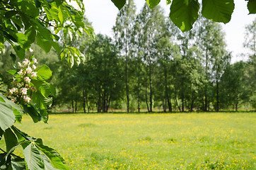 Image showing Chestnut flower by a green field