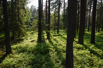 Image showing Pine tree forest with fresh green ground