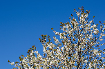 Image showing White cherry blossom