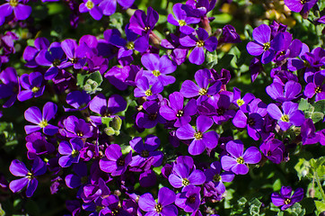 Image showing Beautiful blue flowers
