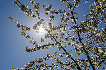 Image showing Sunshine at cherry blossom