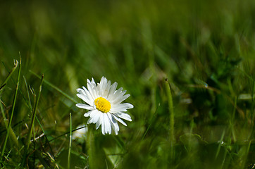 Image showing Sunlit daisy in green grass