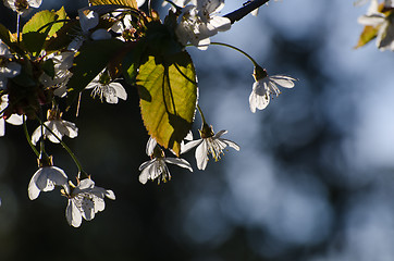 Image showing White cherry blossom closeup