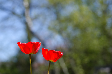 Image showing Sunlit red tulips