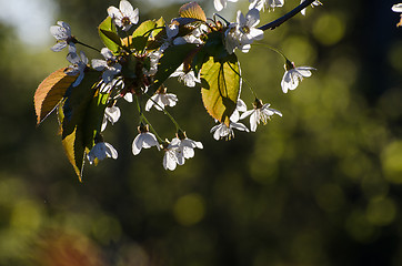 Image showing Twig with white cherry blossom