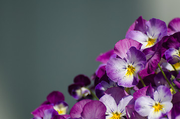 Image showing Shiny viol closeup