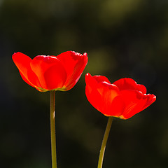 Image showing Pair of red shiny tulips