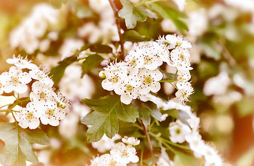 Image showing The flowering hawthorn branch on a background of green garden.