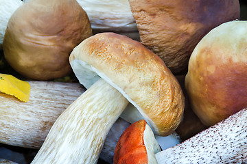 Image showing Beautiful mushrooms on the grass in the forest.