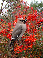 Image showing Waxwing
