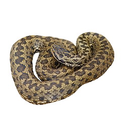 Image showing isolated european meadow adder