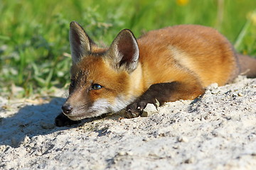 Image showing lazy fox