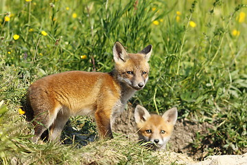 Image showing european fox cubs outside the burrow