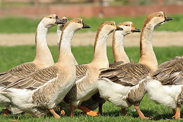 Image showing flock of domestic geese