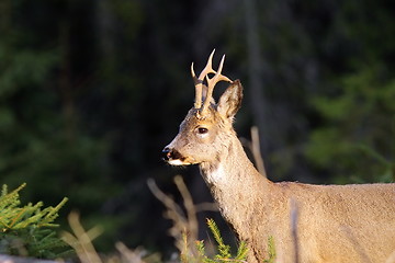 Image showing portrait of wild roebuck