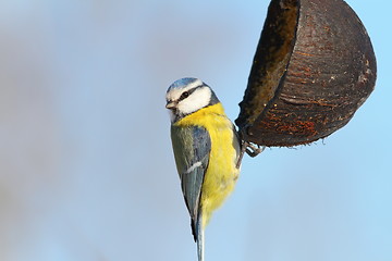 Image showing blue tit hanging on coconut feeder