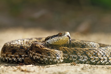 Image showing the rarest snake in europe